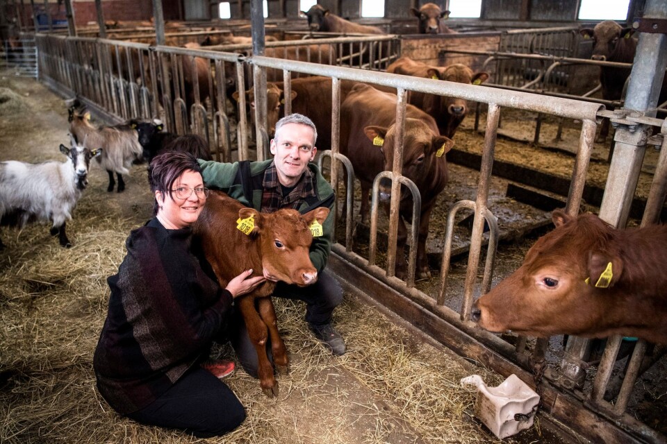 Jill och Peter Widebrant på Askunga Dovvilt prisas nu för annat än sin köttproduktion.