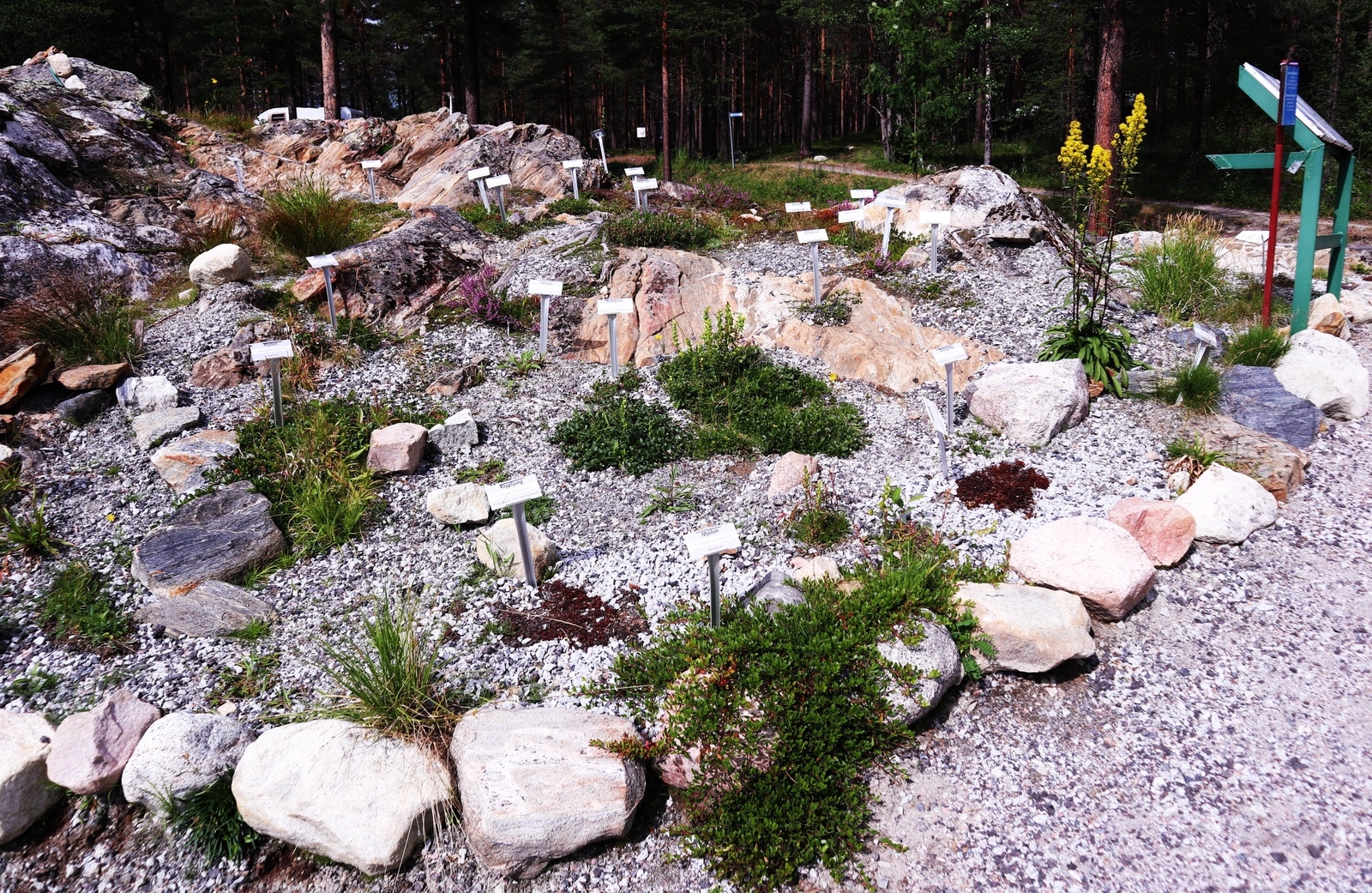 I Jokkmokks fjällbotaniska trädgård kan besökarna bland annat uppleva de växter som trivs på våra fjälltoppar.