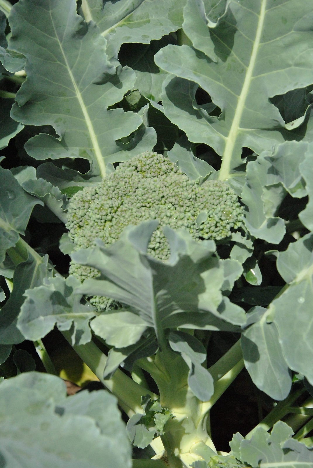 Broccolin växer så det knakar i det insektsskyddade, men luftiga, tunnelväxthuset. Foto: Pernilla Ekdahl