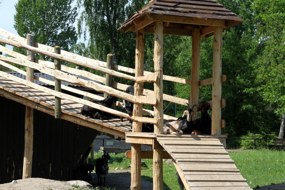 I många av djurhägnen har platåer och klätterställningar byggt för att berika djurens miljöer. Här är det getterna som har fått en “goat-walk”, ungefär som en bro över sitt hus i hägnet. Eftersom getter tycker om höjder är de nöjda med nybygget.