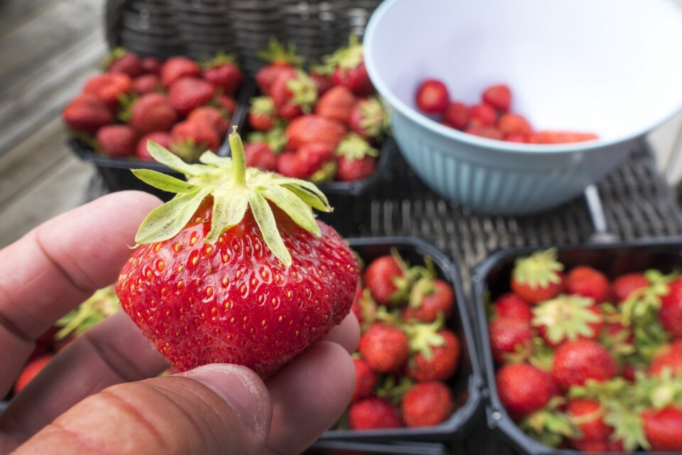 Snoppa jordgubbar blir en härlig syssla så här års.