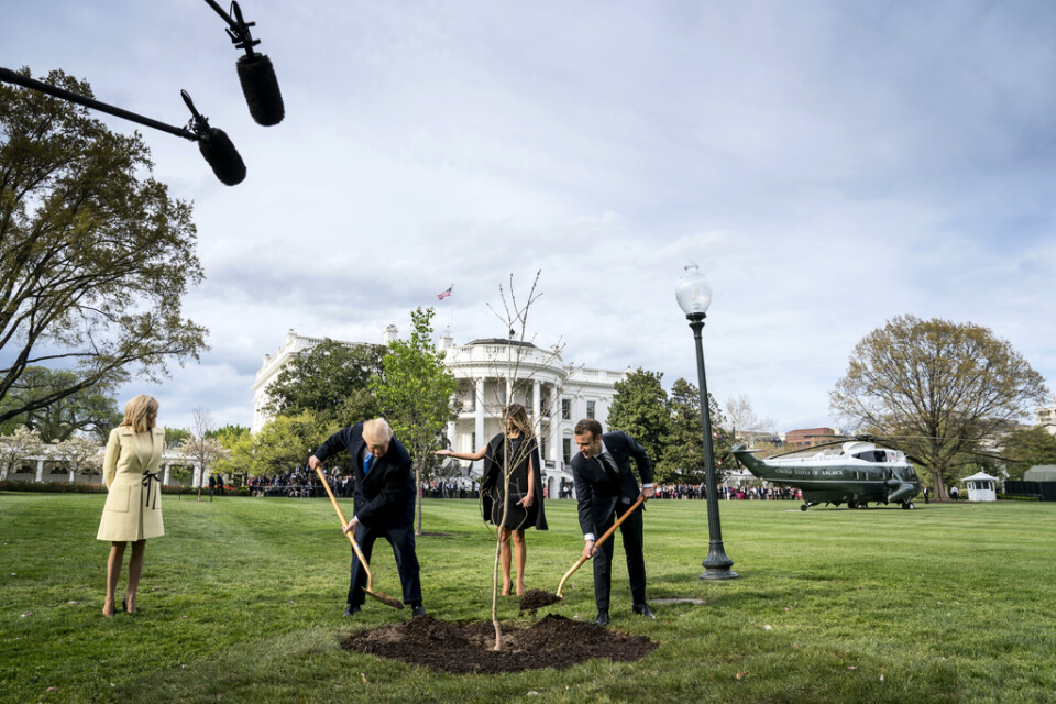 En lyckligare tid. Trump och Macron planterade tillsammans ett vänskapsträd på Vita husets gräsmatta. Arkivbild.