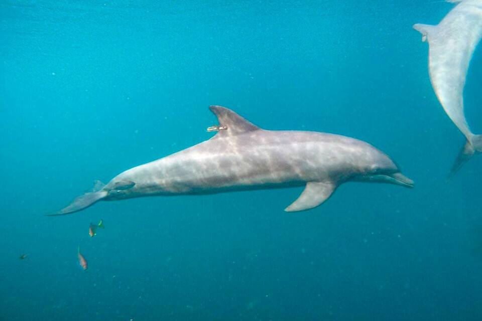Rocky, en av tre delfiner som släppts fri efter år i fångenskap.