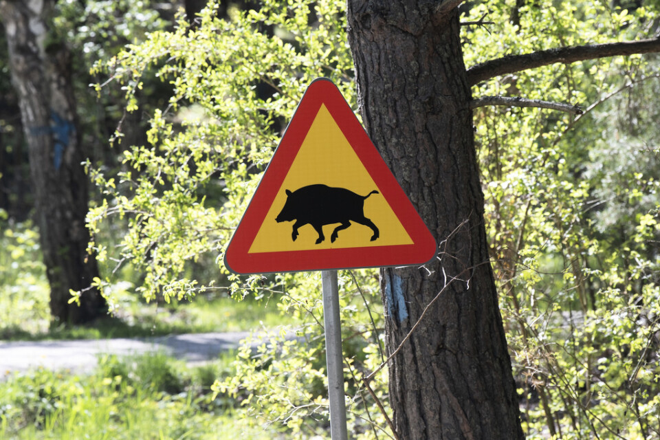 Vildsvinsstammen har växt kraftigt i Sverige. Nu hittas flera självdöda djur i Fagersta – ett fynd som förbryllar. Arkivbild