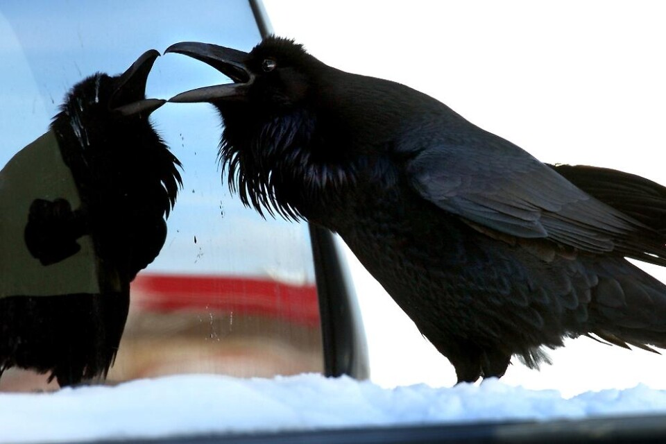 Den stora svarta fågel som angriper människor vid Pålsjö skog i Helsingborg lever farligt. - Om den här fågeln är sjuk på något sätt och har ett avvikande beteende så kan vi skjuta den, säger Anna Hellstedt vid miljöförvaltningen till hd.se. Innan det k