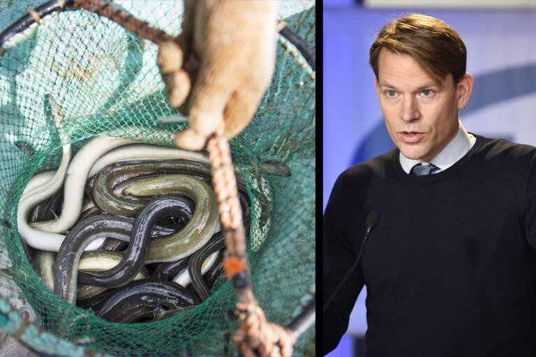 Lennart Månsson: Är ålfisket fortfarande ett kulturarv utan ål?