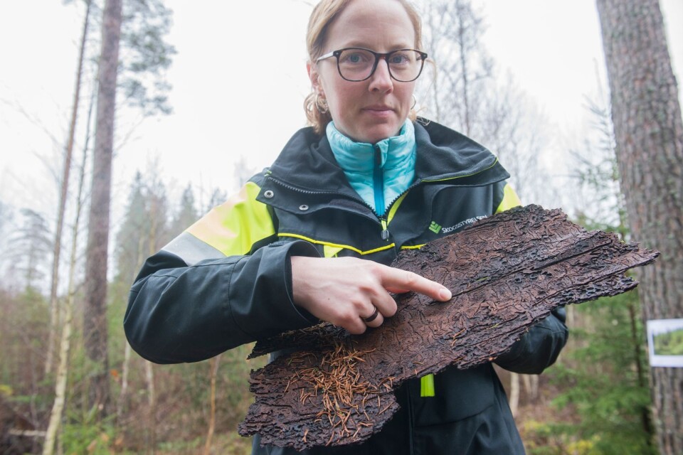 Kerstin Ström, Skogsstyrelsen visar en barkbit som fallit av en gran som dödats av granbarkborrar.