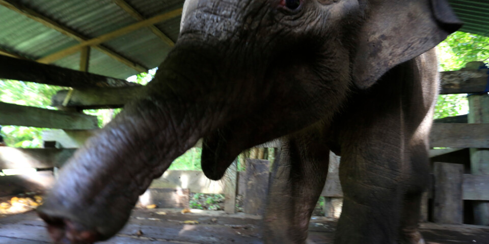 En elefantkalv som förlorat halva snabeln efter att ha fastnat i en fälla i Aceh i Indonesien. Kalven dog senare av sina skador. Arkivbild.