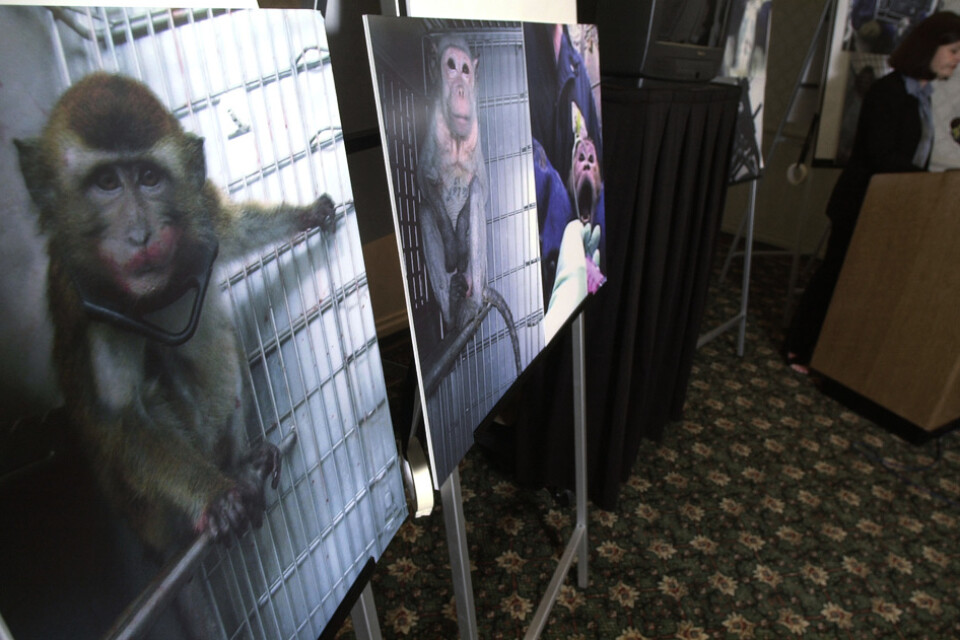 Djurrättsorganisationen PETA (People for the Ethical Treatment of Animals), har argumenterat för utredningar av hur apor används inom forskningen. Arkivbild.