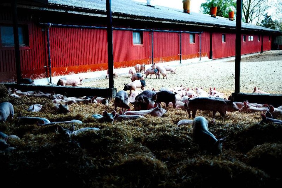 Några grisar väljer skuggan, andra steker i solen på Trolle Ljungby. Godset planerar för att ha djur utomhus året runt. Grisarna kommer från Vittskövle när de är ungefär sex veckor.