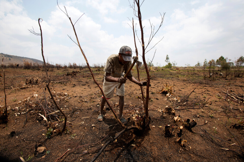 En bonde hugger ner vad som återstår av ett träd i Ankazobe på Madagaskar i november. Delar av skogen har bränts ner för att ge plats åt jordbruk. Arkivbild.