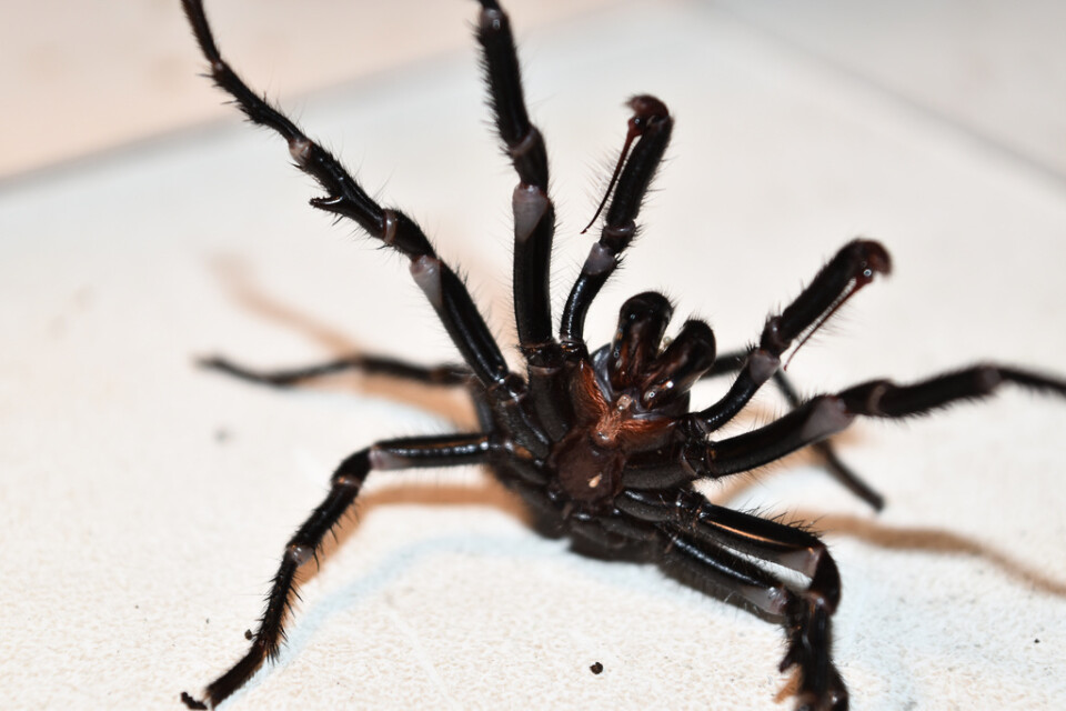 Det är vanligare än vad många tror med trattminörspindlar i Sydneybors trädgårdar, enligt Kane Christensen. Men spindlarna är skygga, och håller sig oftast gömda.