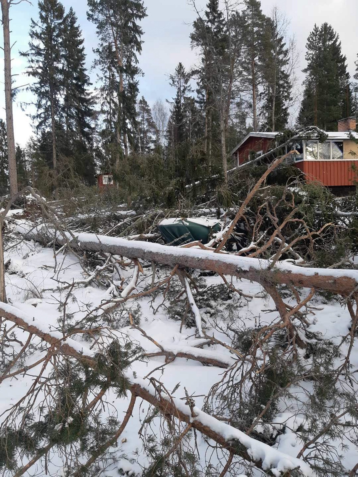 Träden har fallit som ett plockepinn och påminner om Gudrun. Foto: linus Magnusson