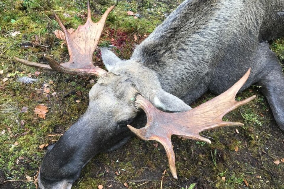 En fin tjur (12-taggare) sköts vid 10-tiden av Nygård m fl byars älgjaktlag (utanför Tingsryd. Skytt:  Lars Davidsson. Senare på dagen fälldes även en kviga. Skytt var Jim Humble.