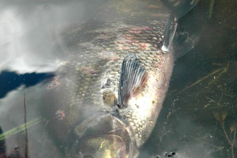 Många fiskar har haft det kärvt när syret tagit slut i Växjös förorenade sjöar. Foto: Lina Alriksson