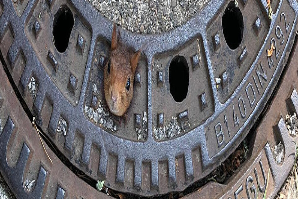 Ekorrens lilla huvud stack ut ur ett hål i locket.