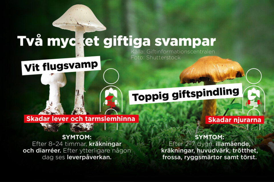 Vit flugsvamp och toppig giftspindling är två av Sveriges giftigaste svampar.
