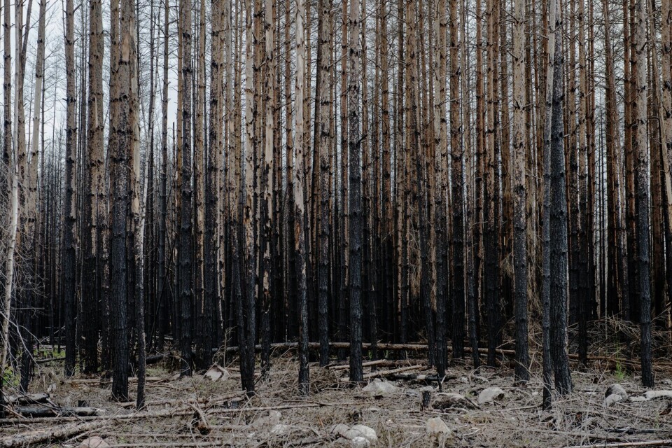 Skogsbranden i Västmanland 2014 berörde nästan 14 000 hektar skog. Bilden är tagen ett år efter branden.