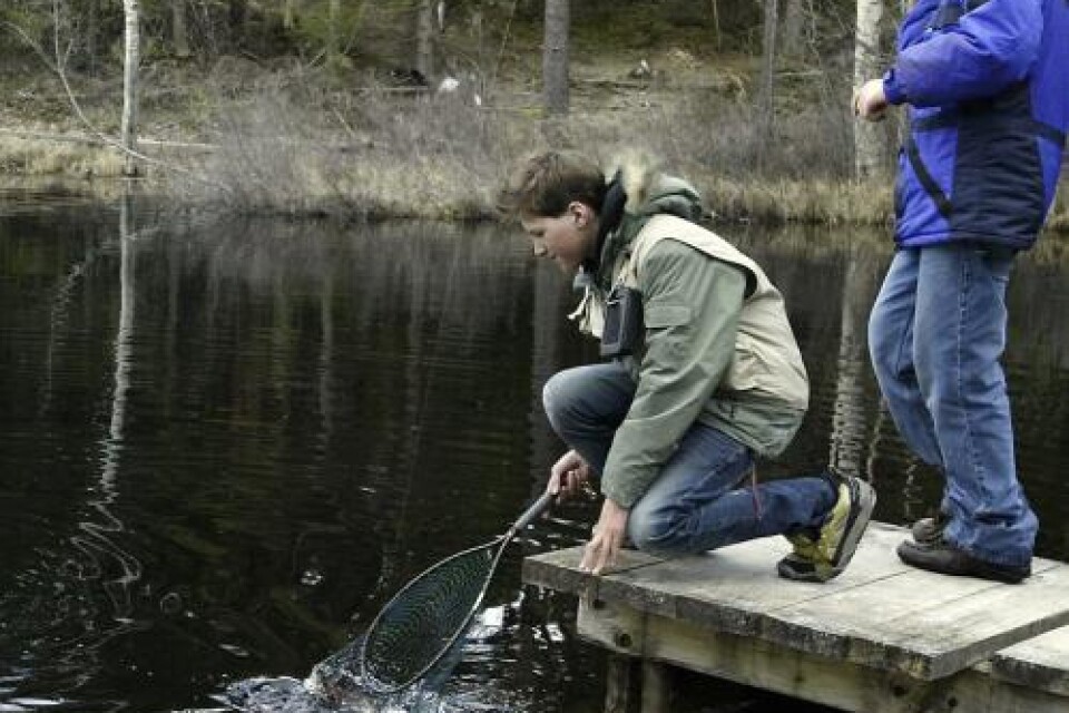 En fiskehistoria. Dabniel Sundin håvar in sin fisk. Foto: Bo Åkesson