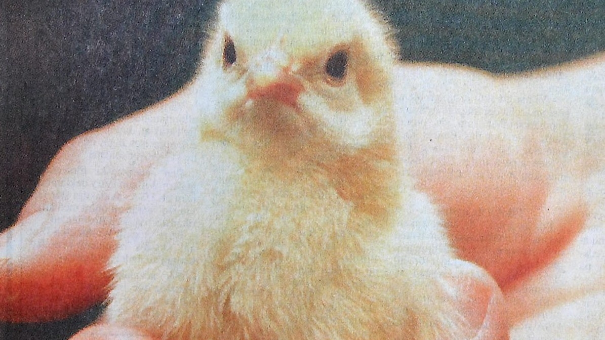 En nykläckt kyckling är en pigg, liten krabat och just den här finns på naturmuseet i Malmö. Arkiv