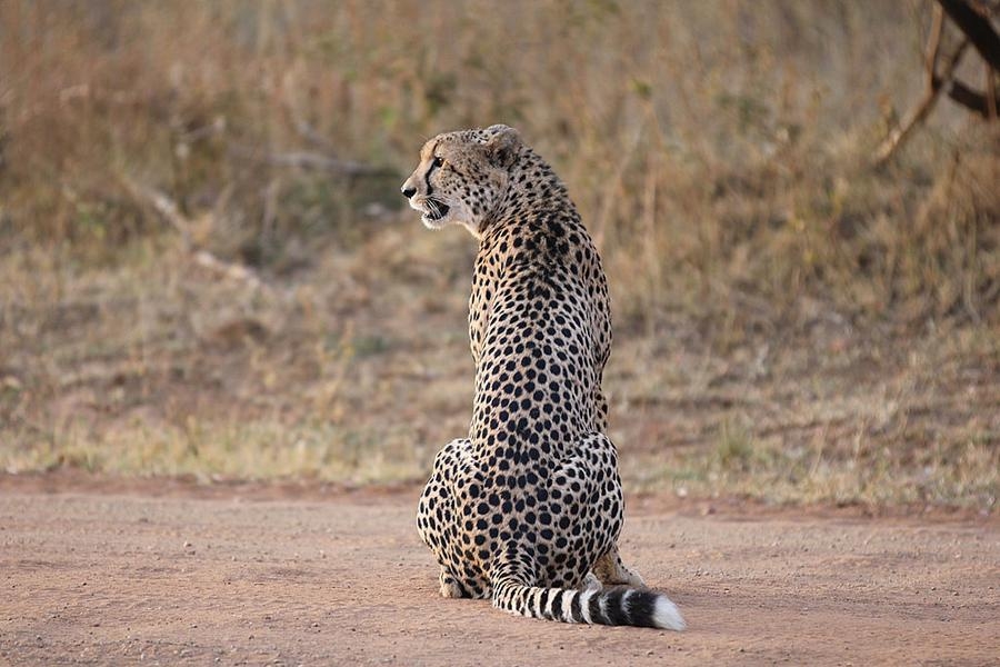 Ingemar Carlsson tog den här bilden under en safaritur i Sydafrika.