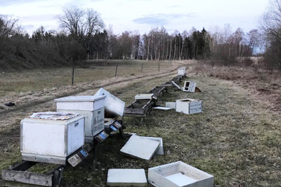 Två gånger med bara två dagars mellanrum vandaliserades bikuporna.