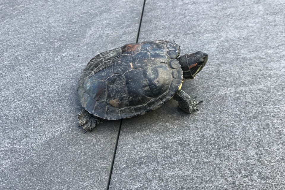 Sköldpaddan hittades på Västervång under fredagen.
