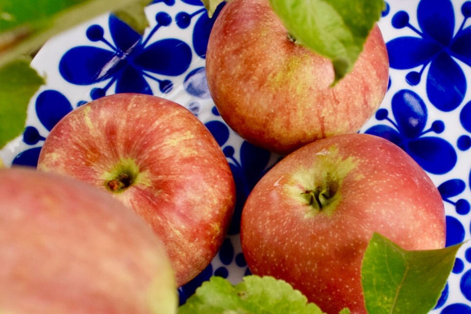 Autumn apples, for recipes and fun.