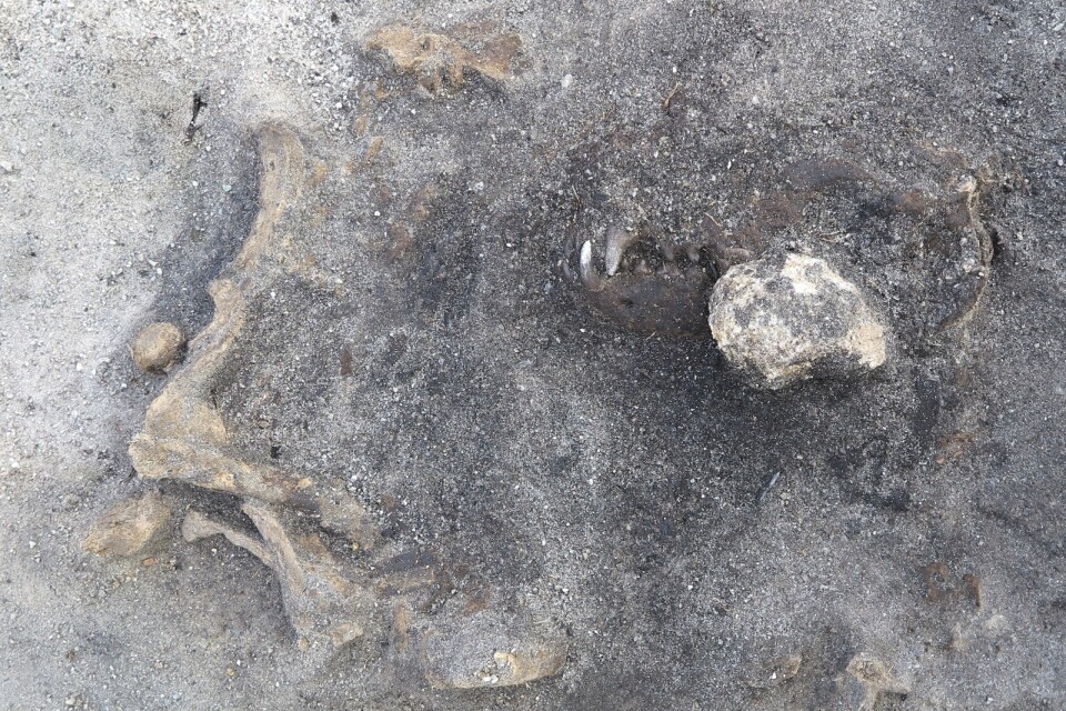 Kvarlämningarna av en 8 400 år gammal hund som hittats vid Ljungaviken i Blekinge. Hunden tros ha begravts med gravgåvor.