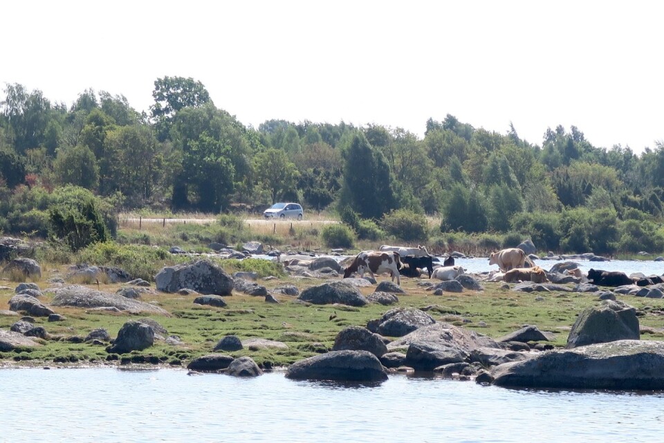 Vid BLT:s besök på Almö höll sig korna på rätt sida stängslet och svalkade sig vid havet.