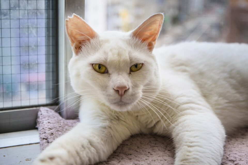 På kattkaféet Asakusa Nekoen huserar för närvarande 17 katter som alla räddats från gatan.