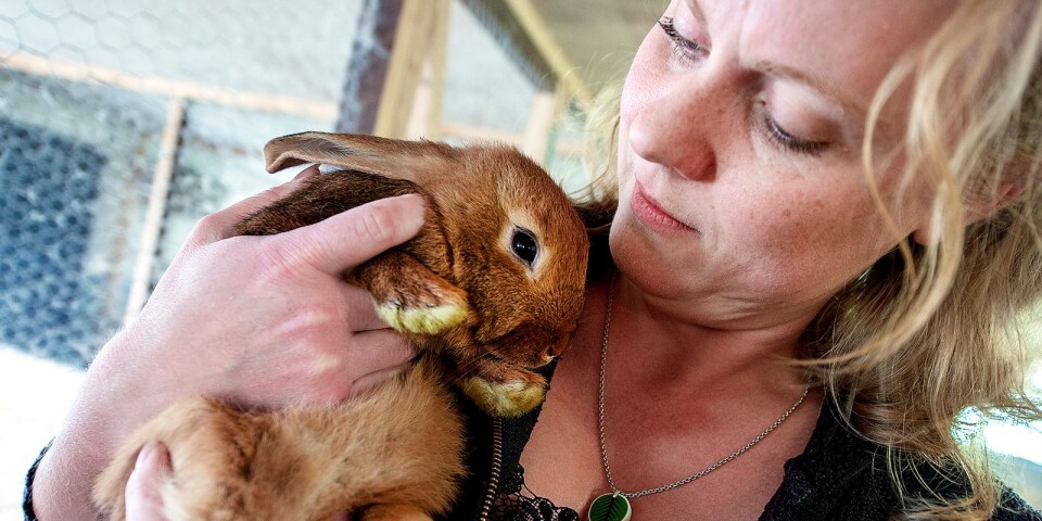 Klimatsmart kaninkött i ny gårdsbutik – ”Mättar otroligt bra”