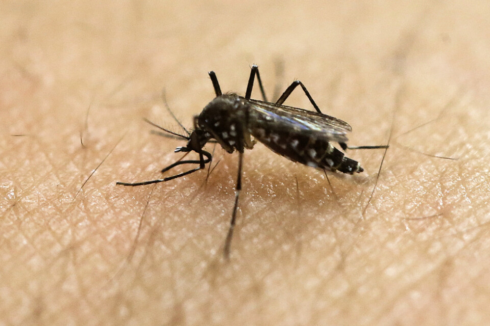 En aedes aegypti-mygga undersöker huden på en människa. Arkivbild.