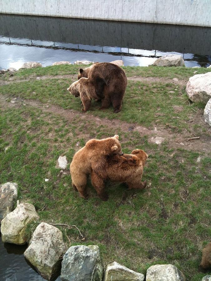 Kärleken blomstrar i Borås djurpark. Foto Auli Karlsson