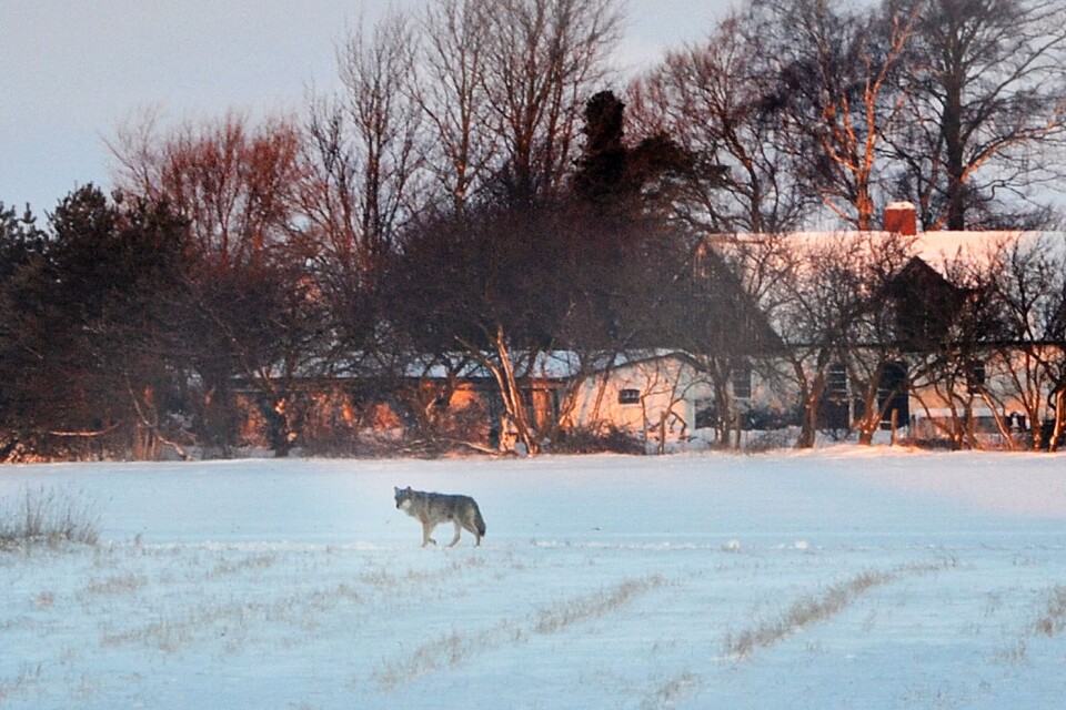 Det är inte första gången som varg har synts till i Trelleborgs kommun. Bilden är tagen utanför Beddinge i december 2012. Arkivbild.