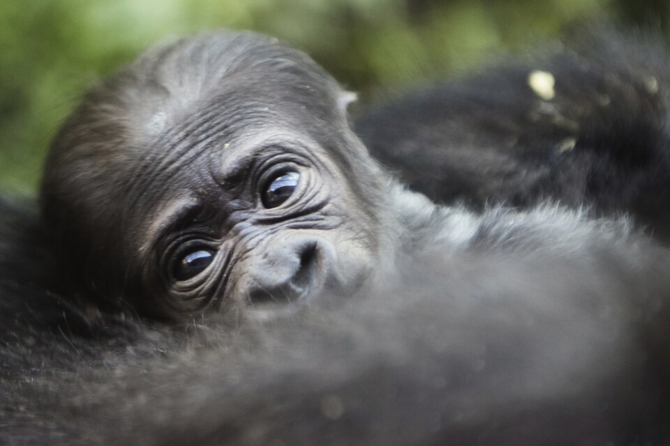 En liten låglandsgorilla – dock inte den som nyss har fötts i Virunga. Arkivbild.