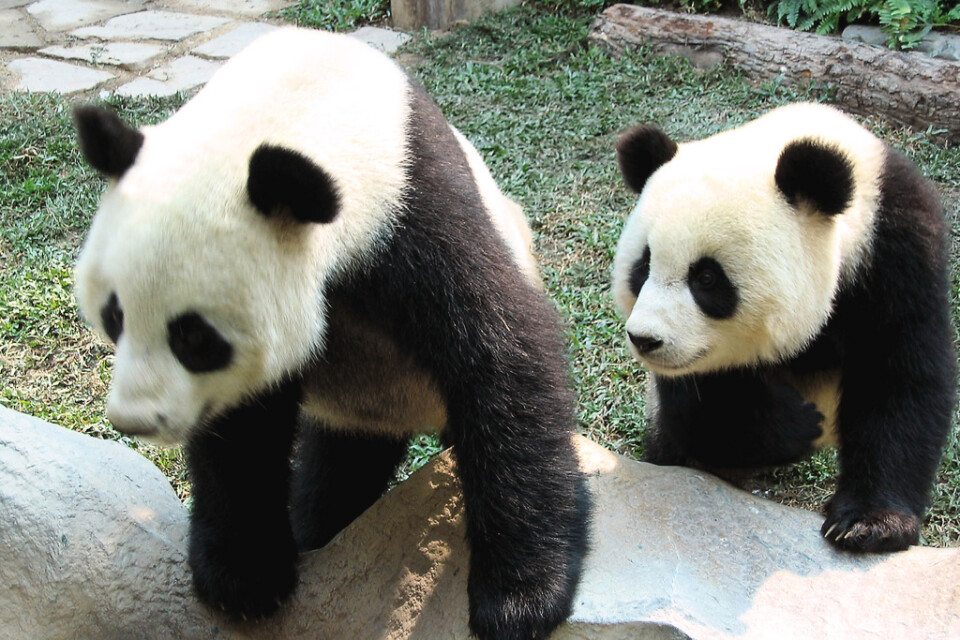 Chuang Chuang, till vänster, dog i måndags. Hans död har fått kinesiska pandaälskare att ana oråd. Arkivbild.