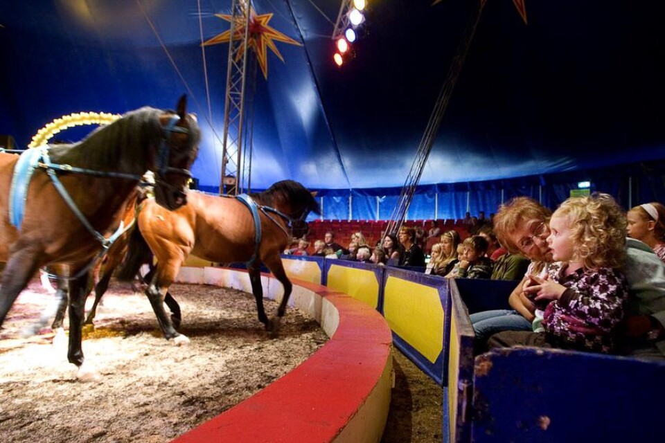 För andra året i rad besökte Cirkus Skratt Sölvesborg. Treåriga Molly Selenius tittade storögt på cirkushästarna tillsammans med farmor Siv under söndagen.