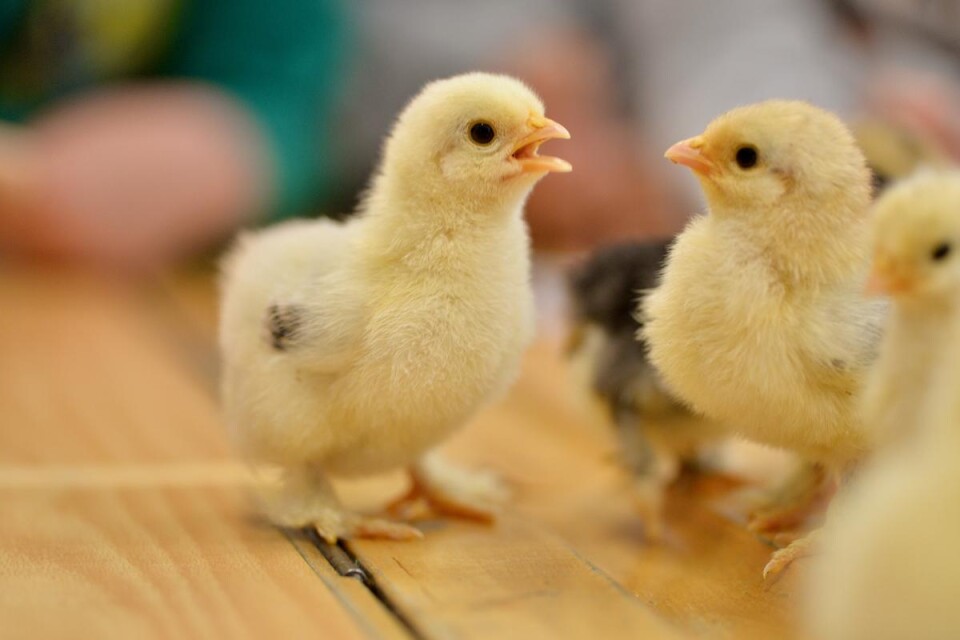 ”Sverige har idag internationellt sett en extremt låg behandling med antibiotika vid uppfödning av kyckling och kalkon.”