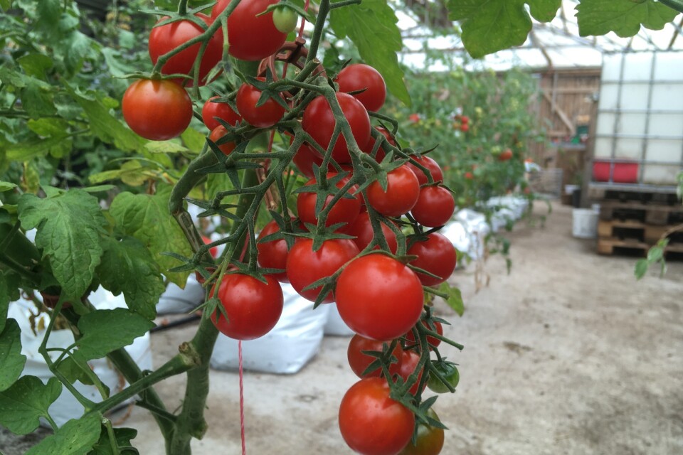 Tomater finns att köpa på Mittlandsgården.