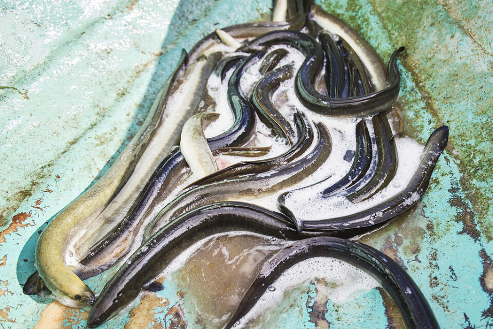 Mängder av döda ålar har hittats i en bassäng på Ringhals kärnkraftverk. Arkivbild.