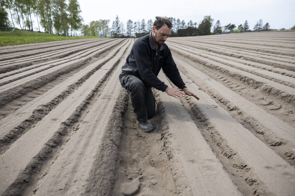 Martin Andersson har två sätt att odla potatis. Här visar han bäddar i sandjord.