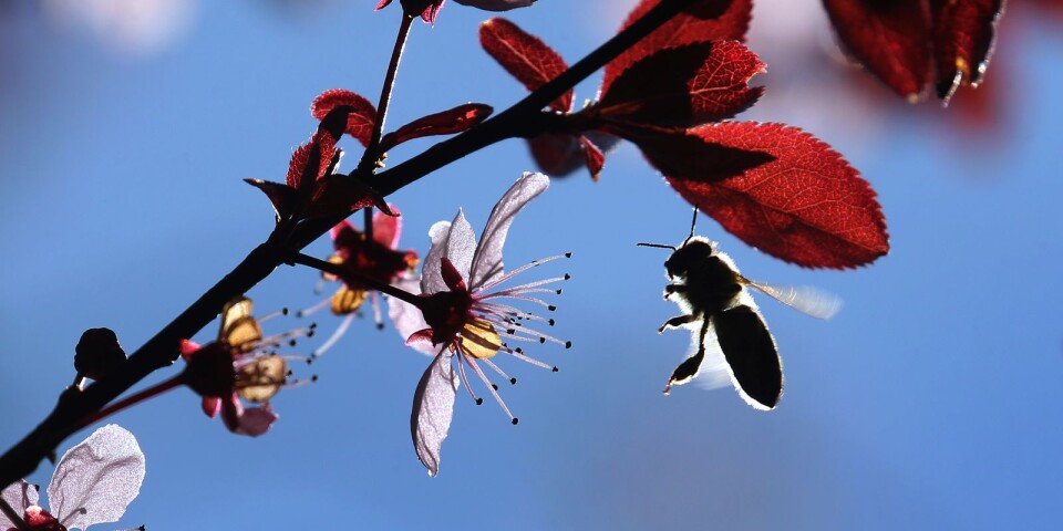 En tredjedel av de vilda biarterna i världen är hotade.
