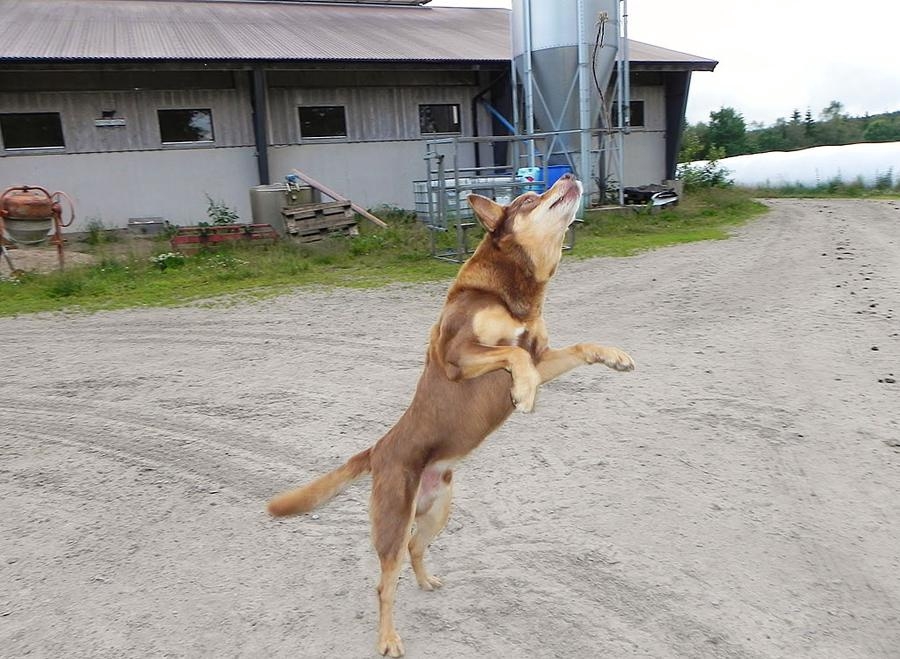 Den här bilden tog Moa Linder när hon sommarjobbade på en bondgård i somras, hennes arbetsgivares hund Tango älskar att apportera.