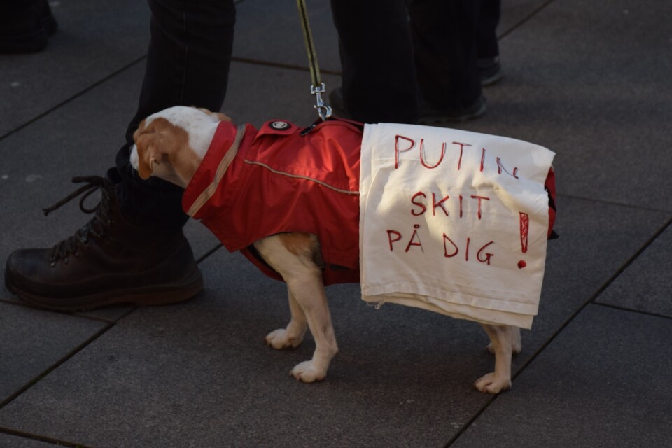 Hunden har även en konkret uppmaning till Putin – Skit på dig!