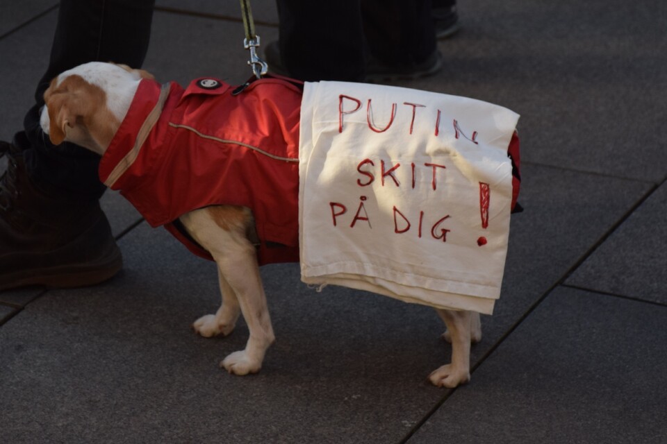 The dog has a concrete message for Putin – Go shit yourself!