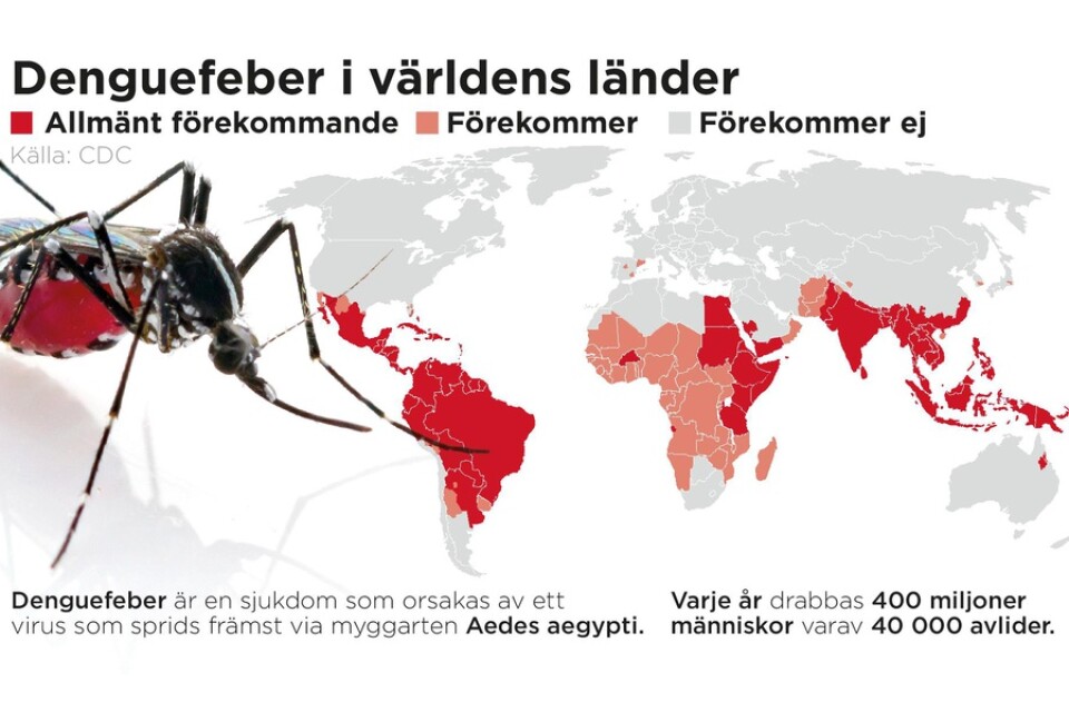 Denguefeber är en sjukdom som orsakas av ett virus som sprids främst via myggarten Aedes aegypti.