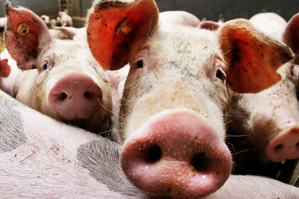 Miljontals vietnamesiska grisar tros ha smittats av afrikansk svinpest. Arkivbild.