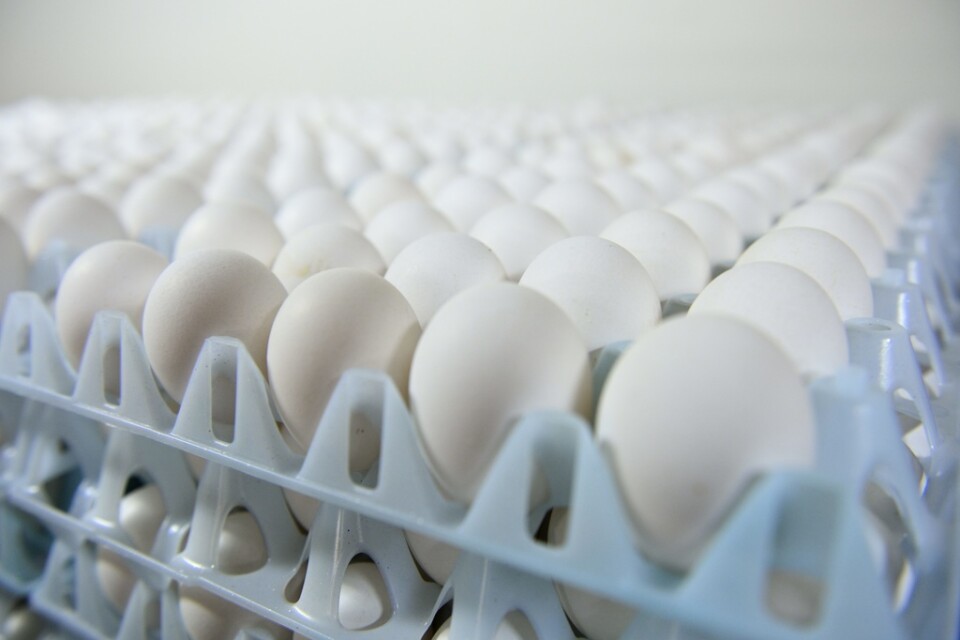Risken för salmonella i ägg leder till nya återkallelser. Arkivbild.