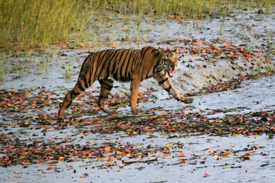 En tiger som under en tid attackerat och dödat människor i närheten av ett tigerreservat har dödats av indisk polis. Arkivbild.